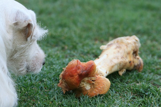 dog and a bone