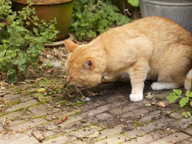 When Does Coughing Up Hairballs Become A problem For Your Cat?