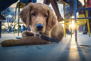 looking after dogs