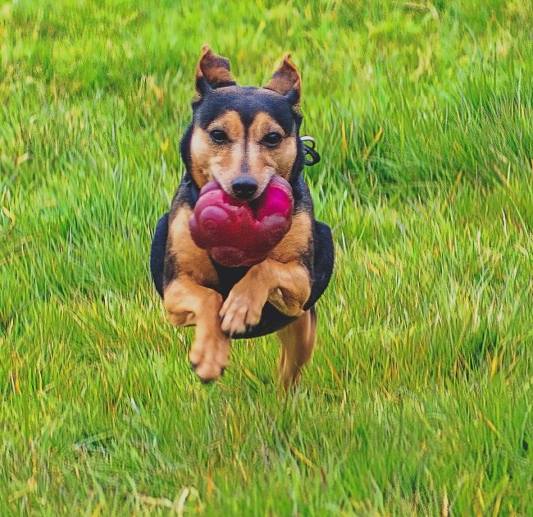 kennel-costs-auckland-kennel-cattery